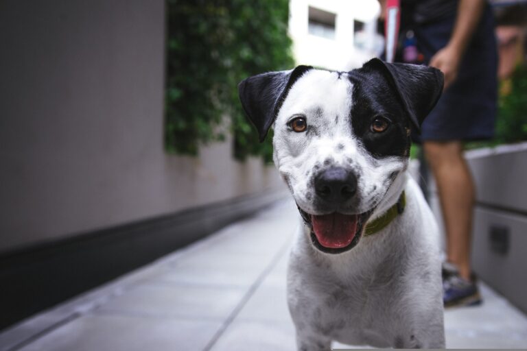 O cachorro não para de latir. O que o condomínio pode fazer?